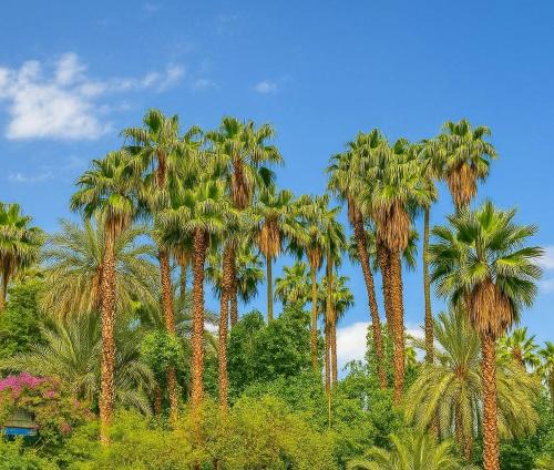 Majorelle Apartment | Appartement Luxe 2 Chambres Vue Directe Jardin Majorelle YSL