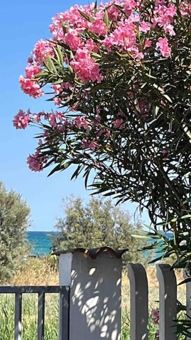 Maddalenedda Apartment | Casa dell'Oleandro con vista mare - IUN Q1269