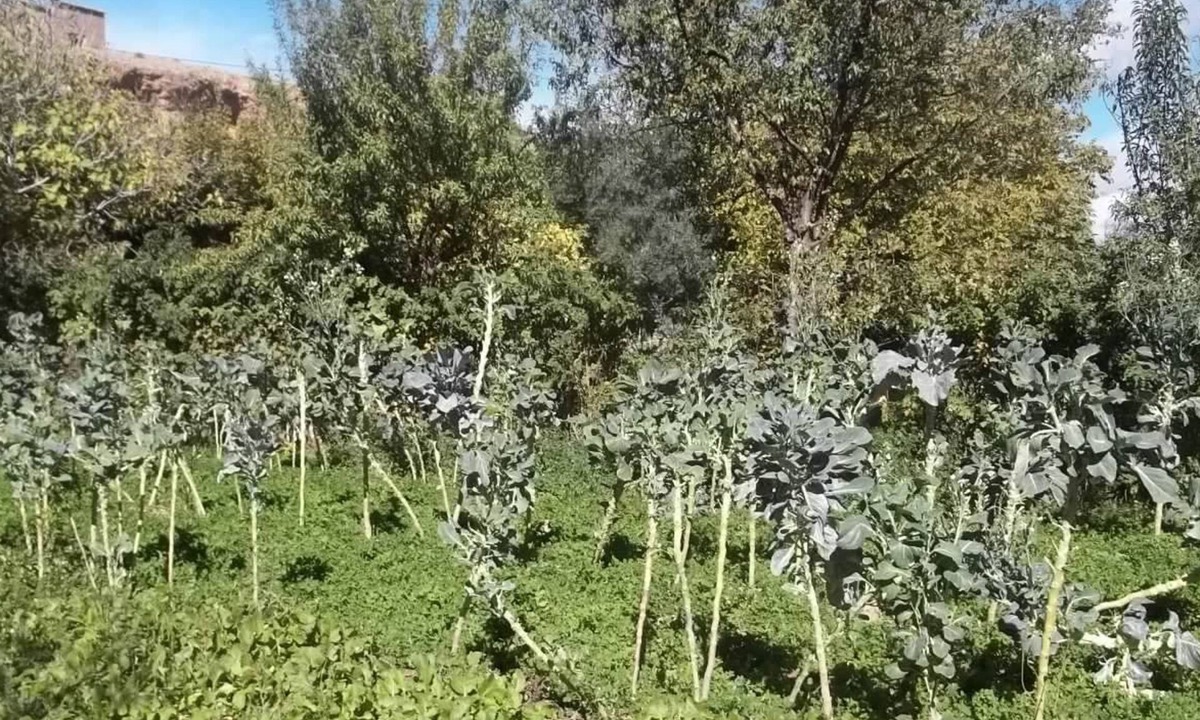 Ait Sedrate Jbel El Soufla Bed & Breakfast | Maison d'hôtes Mogador chez habitants