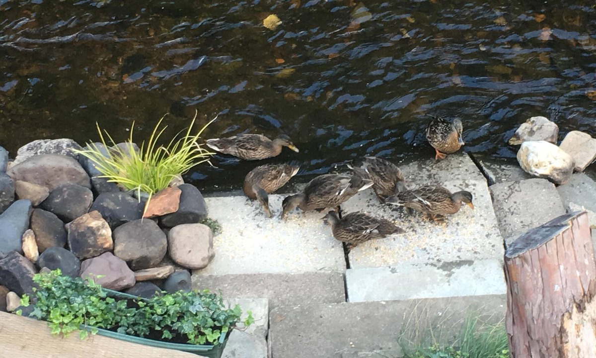 Lasswade Apartment | Stag Lodge with River View at Kevock Vale Park