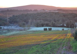 Podere Ficareto Farm