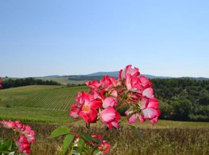 Agriturismo Cignan | Cignan Bianco