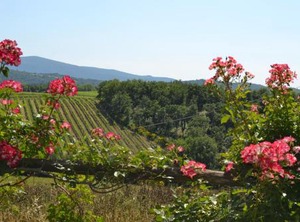 Agriturismo Cignan | Cignan Bianco