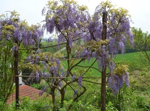 Casa Dei Ciliegi | Castell'Alfero