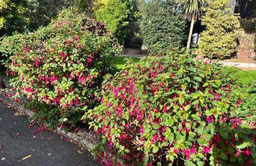 Belfast Bed & Breakfast | 16 m² Bed and breakfast ∙ 4 guests