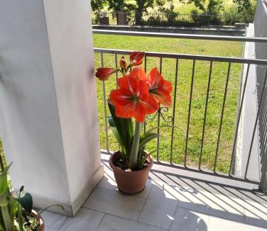Acquapendente Apartment | alloggio le due querce