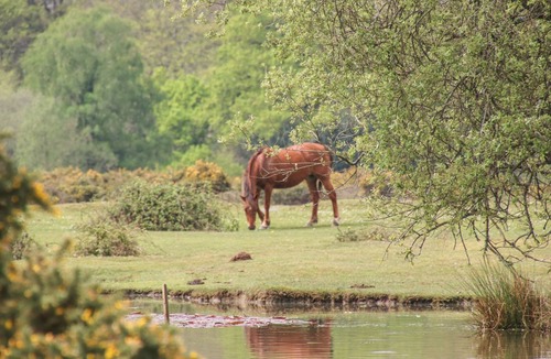 New Forest District Cottage | Cabin ∙ 3 bedrooms ∙ 6 guests