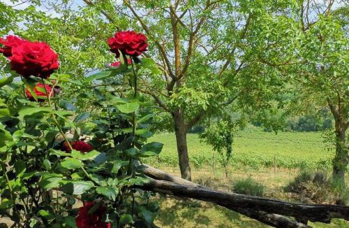 Cassine Bed & Breakfast | Cascina Valtignosa Camere Con Vigna