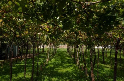 Colombaro Bed & Breakfast | La terrazza sulle vigne B&B