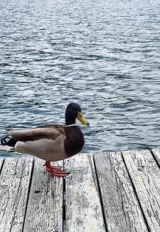Bajina Basta Apartment | Splav Wake at the lake