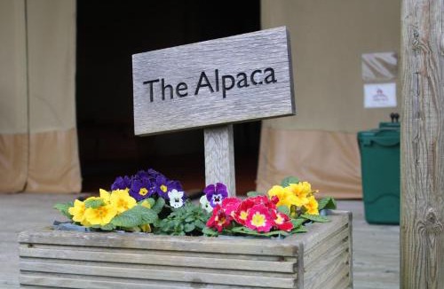 Olney House | The Alpaca