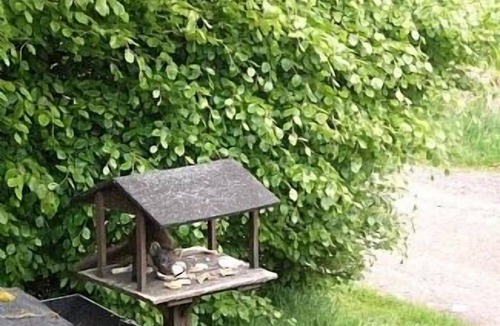 Fort Augustus House | WILDWOOD in the Scottish Highlands near Loch Ness and Fort Augustus Pet Friendly