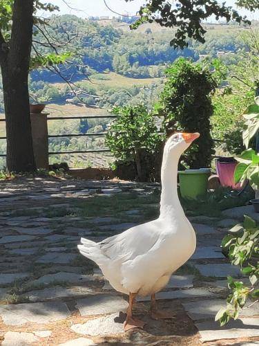 Photo of Others in Cremolino
