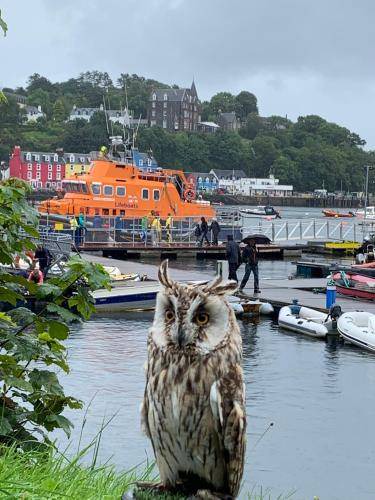 Photo of Others in Tobermory