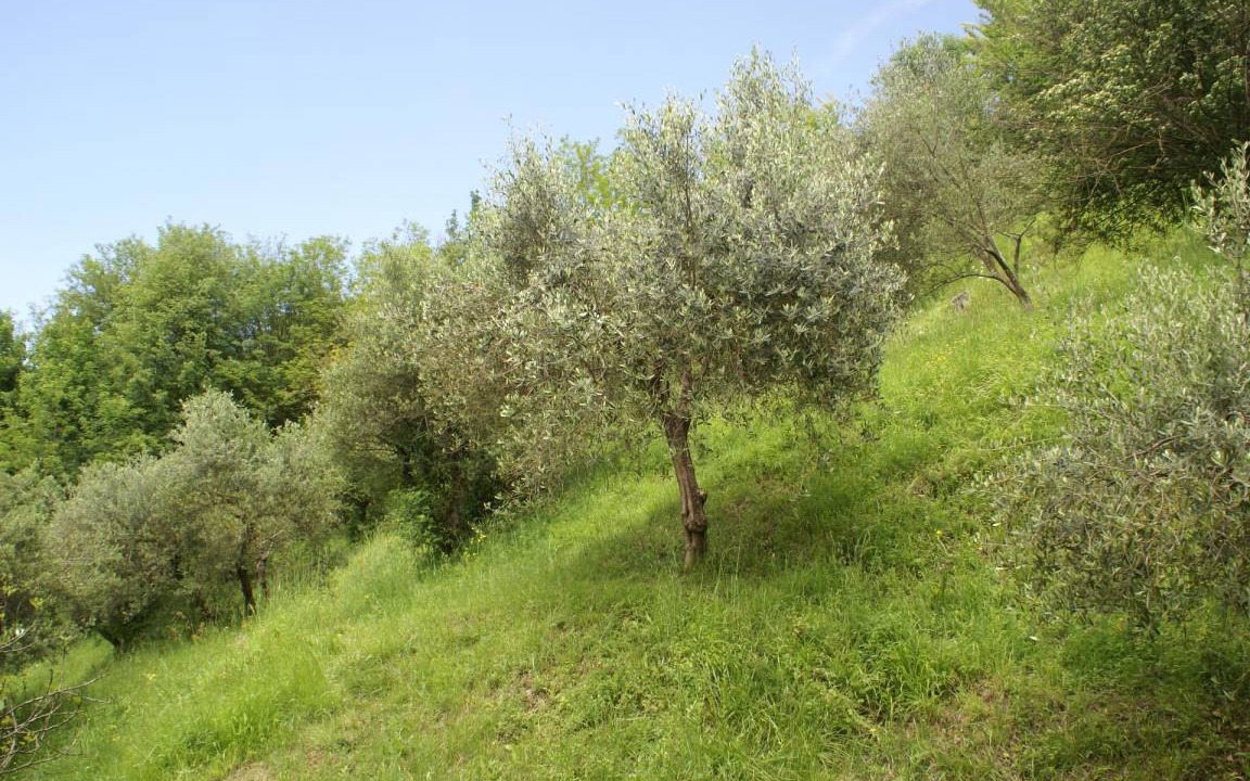 Photo of Outdoor in Mologno