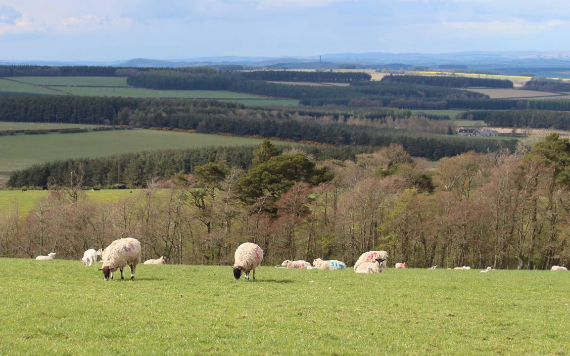 Photo of Others in Jedburgh