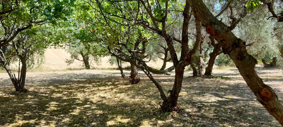 Photo of Others in Ortezzano