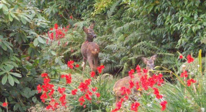Photo of Others in Kinlochleven