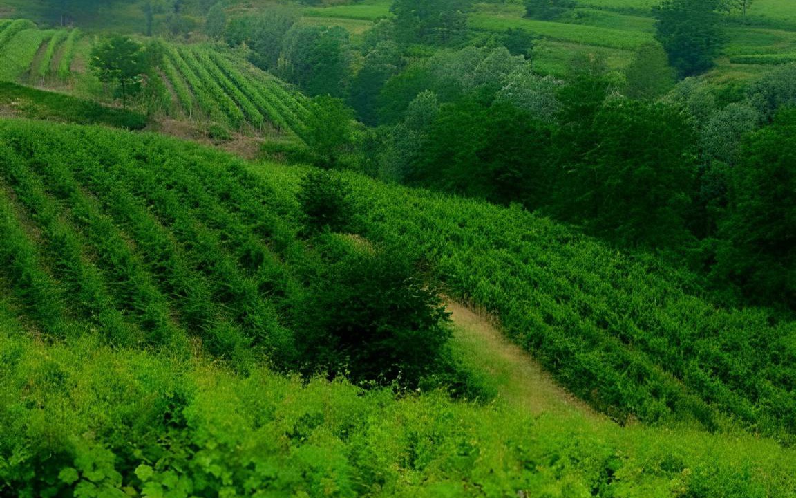 Photo of Others in Capriva del Friuli