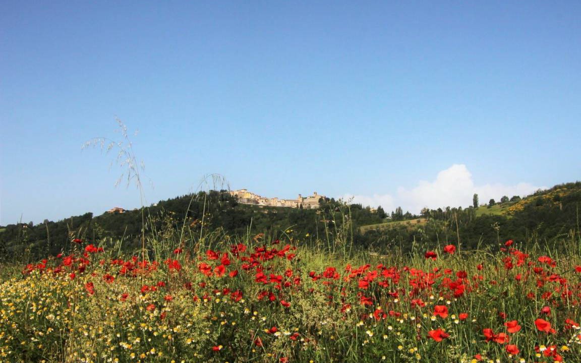 Photo of Others in Montone