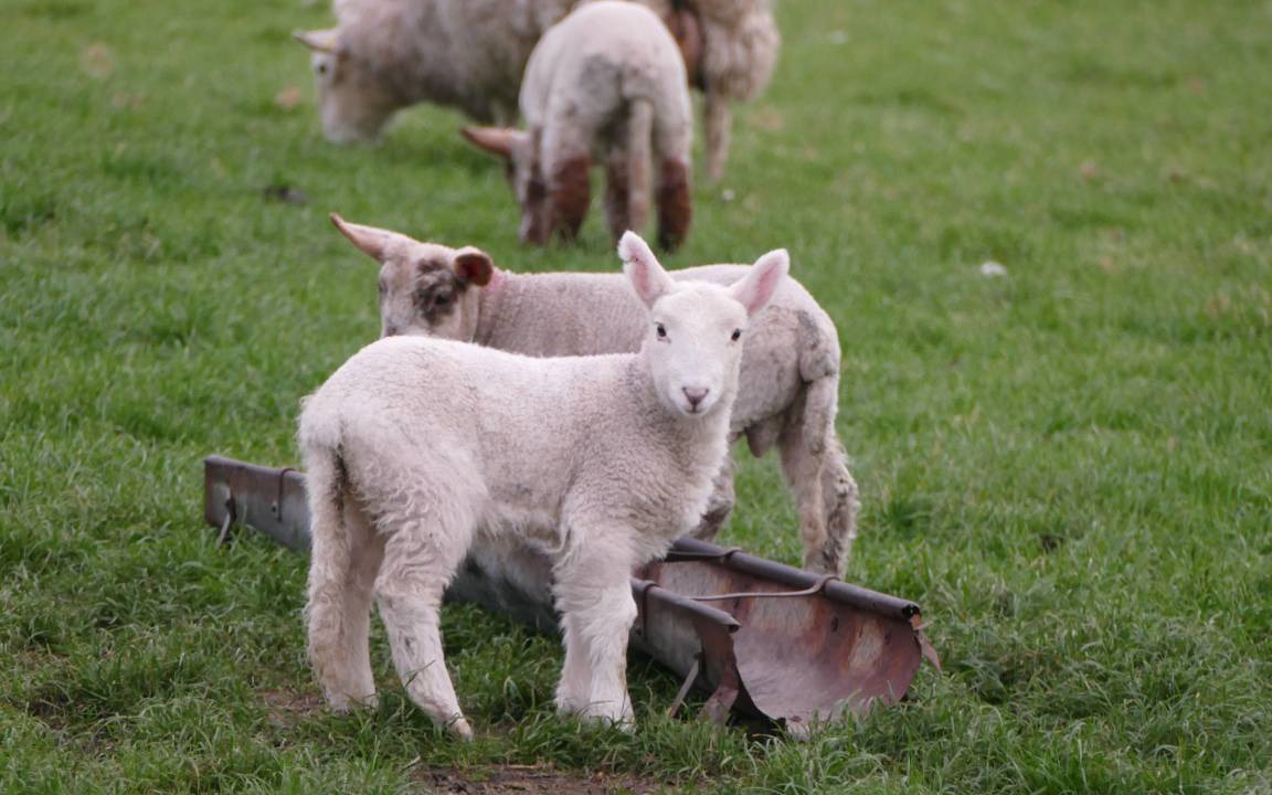 Photo of Others in Kilkeel