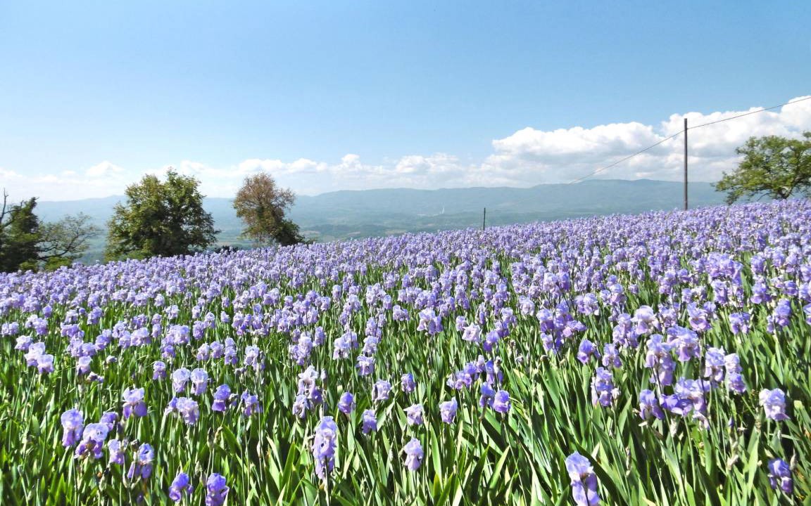 Photo of Outdoor in Castelfranco di Sopra