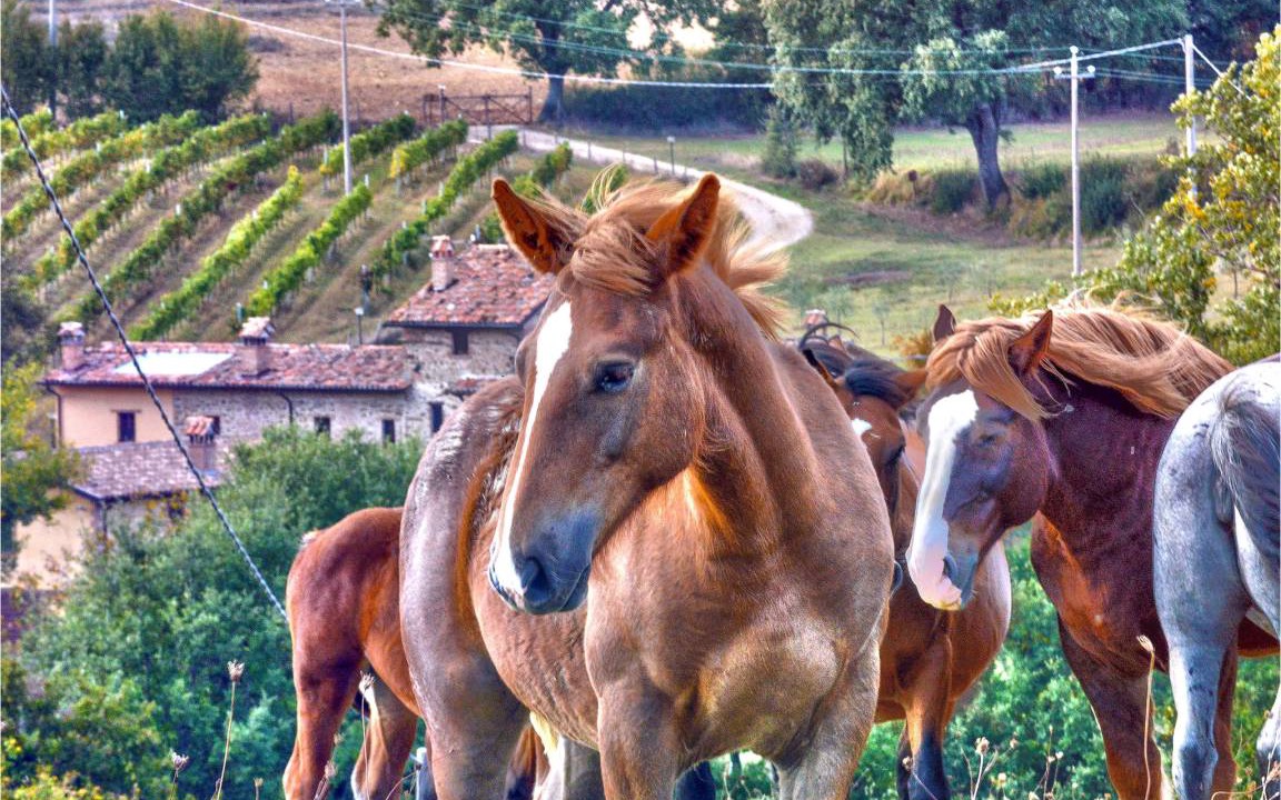Photo of Others in Teverina di Cortona