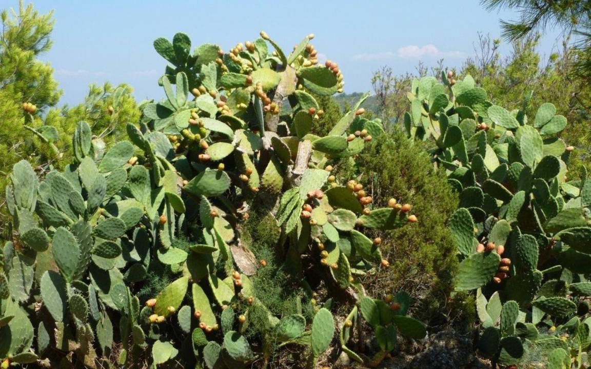 Photo of Others in Calasetta
