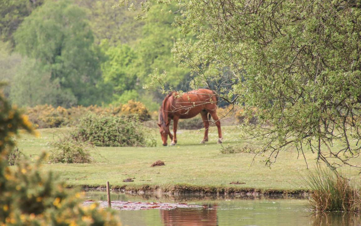 Photo of Others in New Forest District