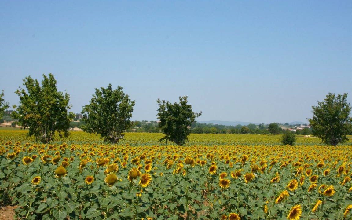 Photo of Others in Foiano della Chiana
