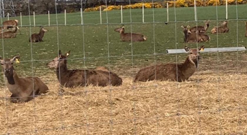 Photo of Others in Fochabers