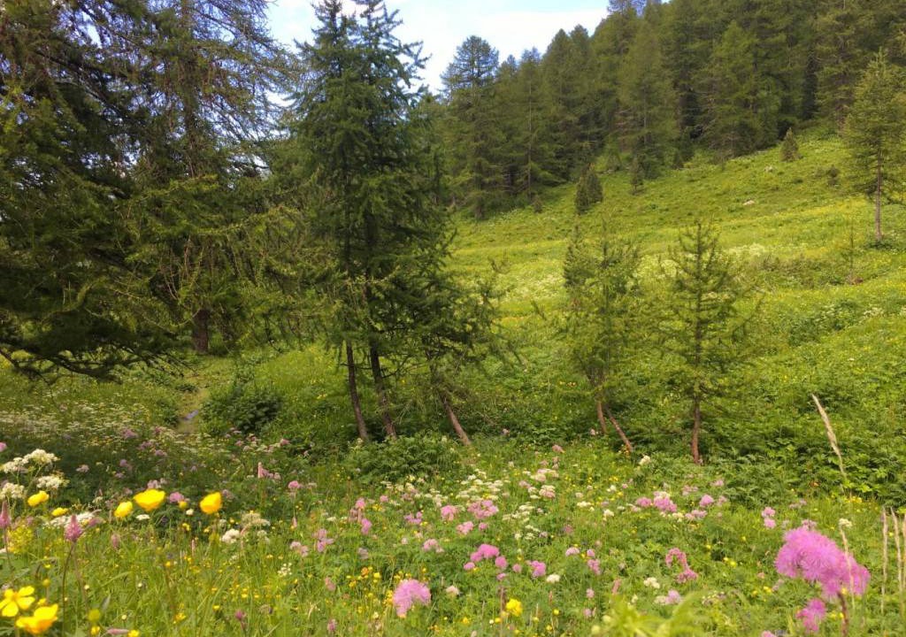 Photo of Outdoor in Sampeyre