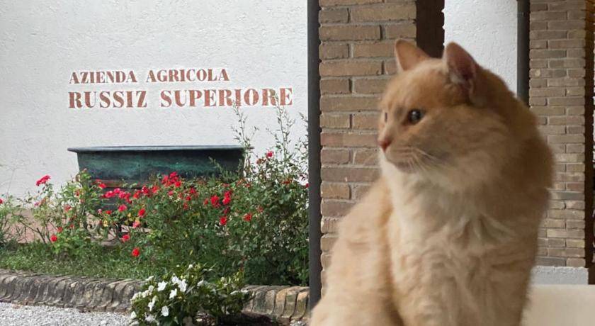 Photo of Others in Capriva del Friuli