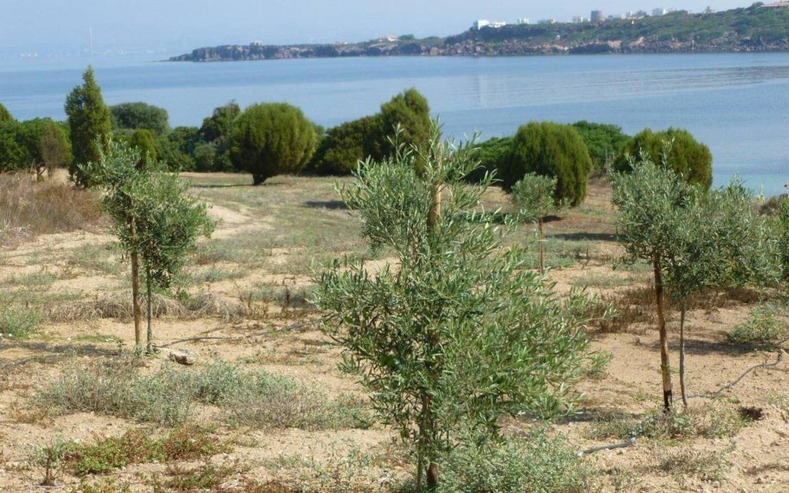 Photo of Others in Calasetta