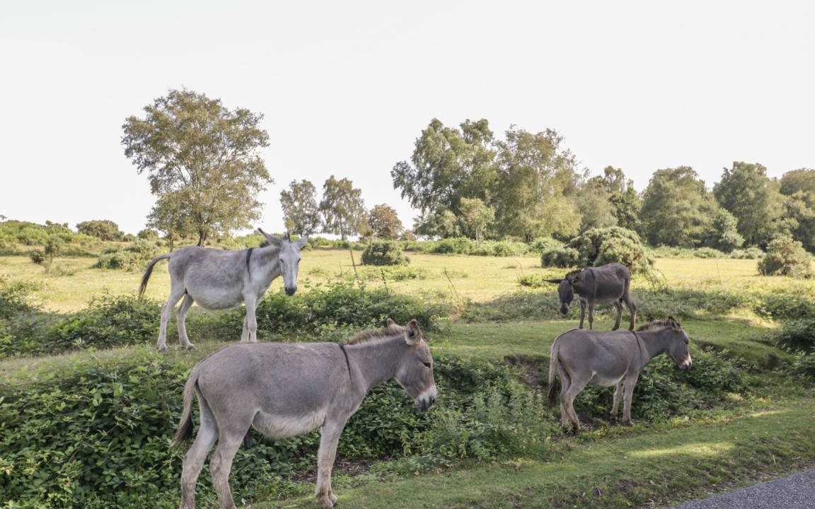 Photo of Others in New Forest District