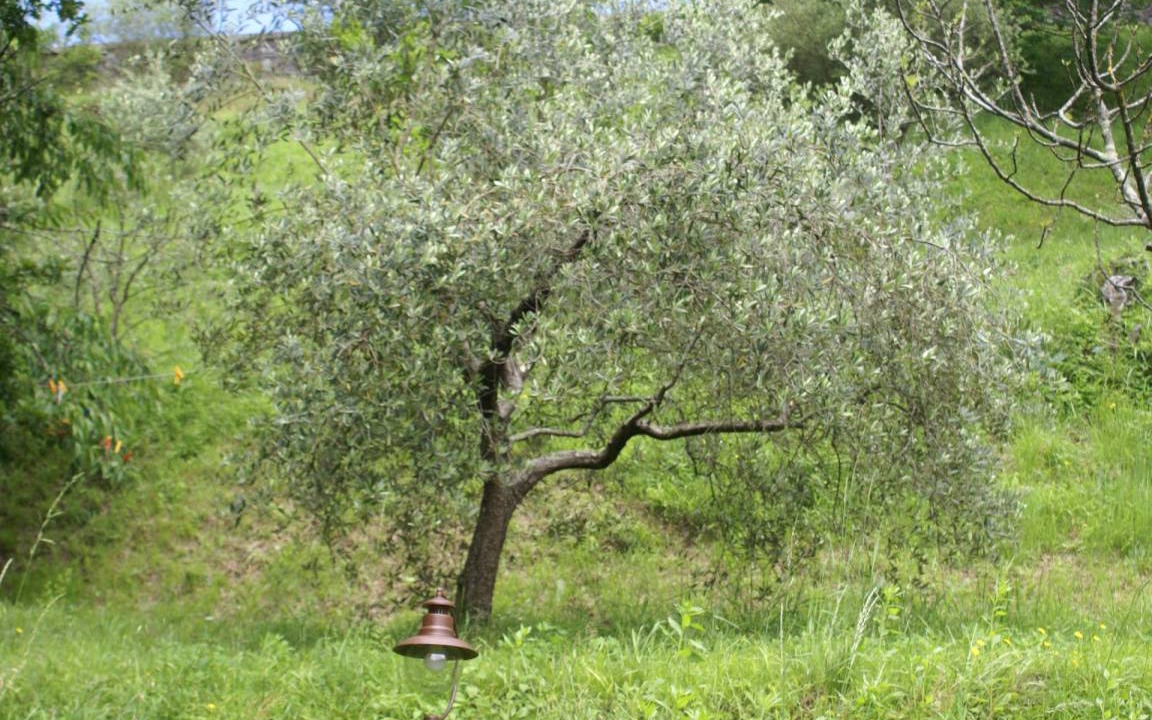 Photo of Outdoor in Mologno