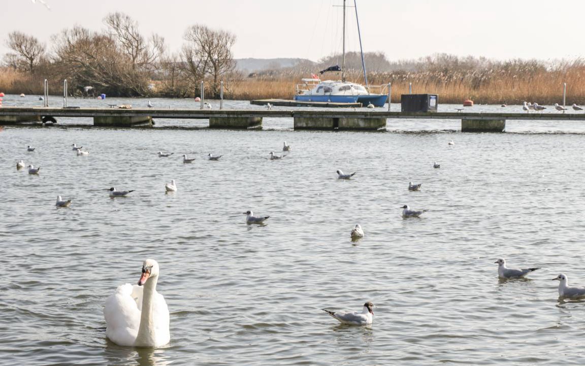 Photo of Others in New Forest District