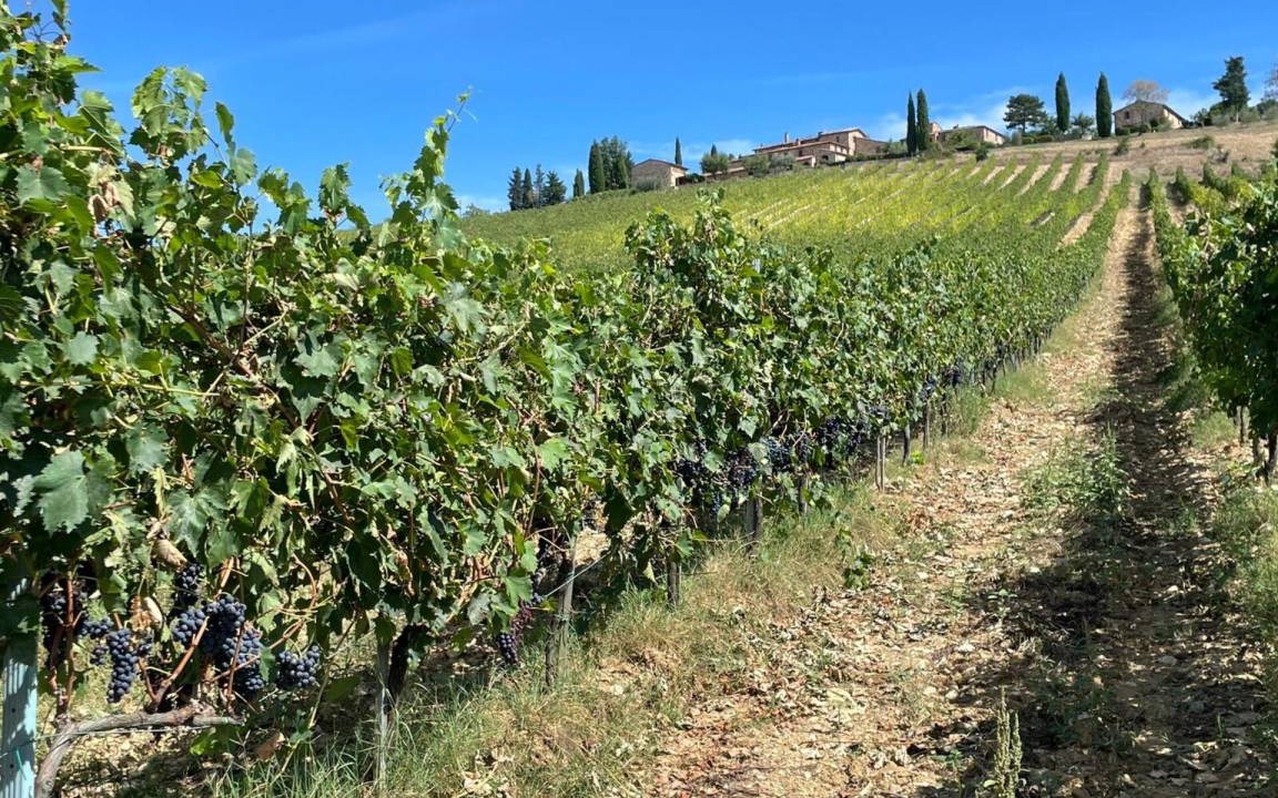 Photo of Others in Castellina in Chianti