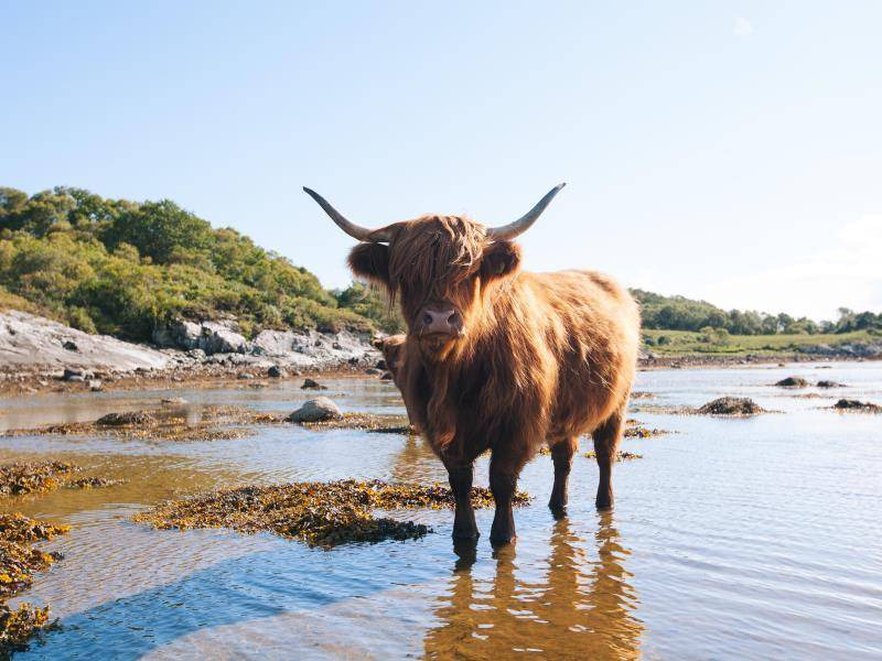 Photo of Others in Benderloch
