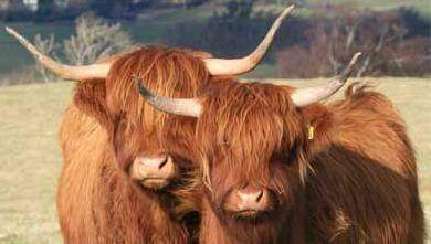 Photo of Others in Grantown-on-Spey