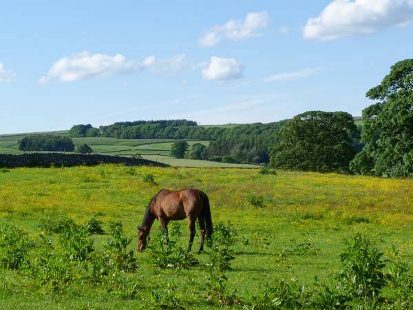 Photo of Others in Middleham