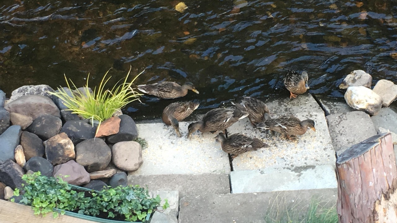 Photo of Outdoor in Lasswade
