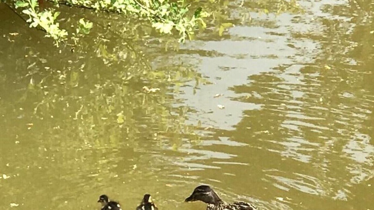 Photo of Others in Hadlow Down