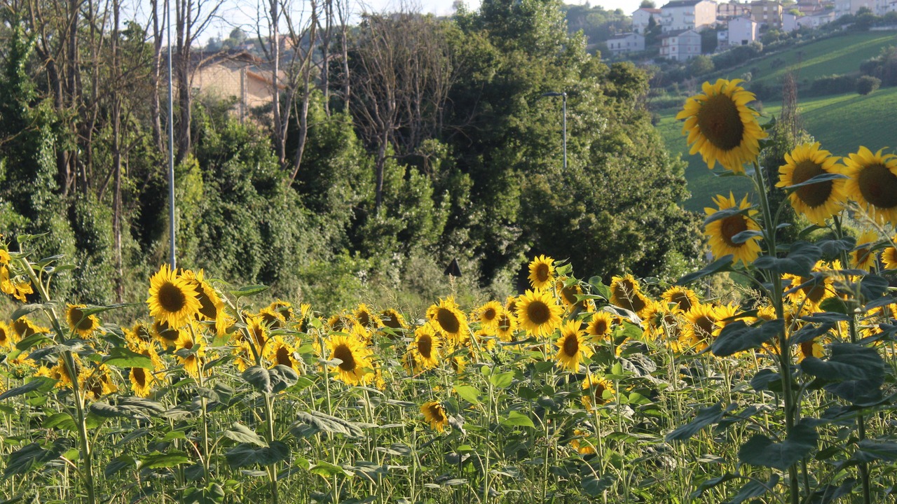 Photo of Others in Montegiorgio