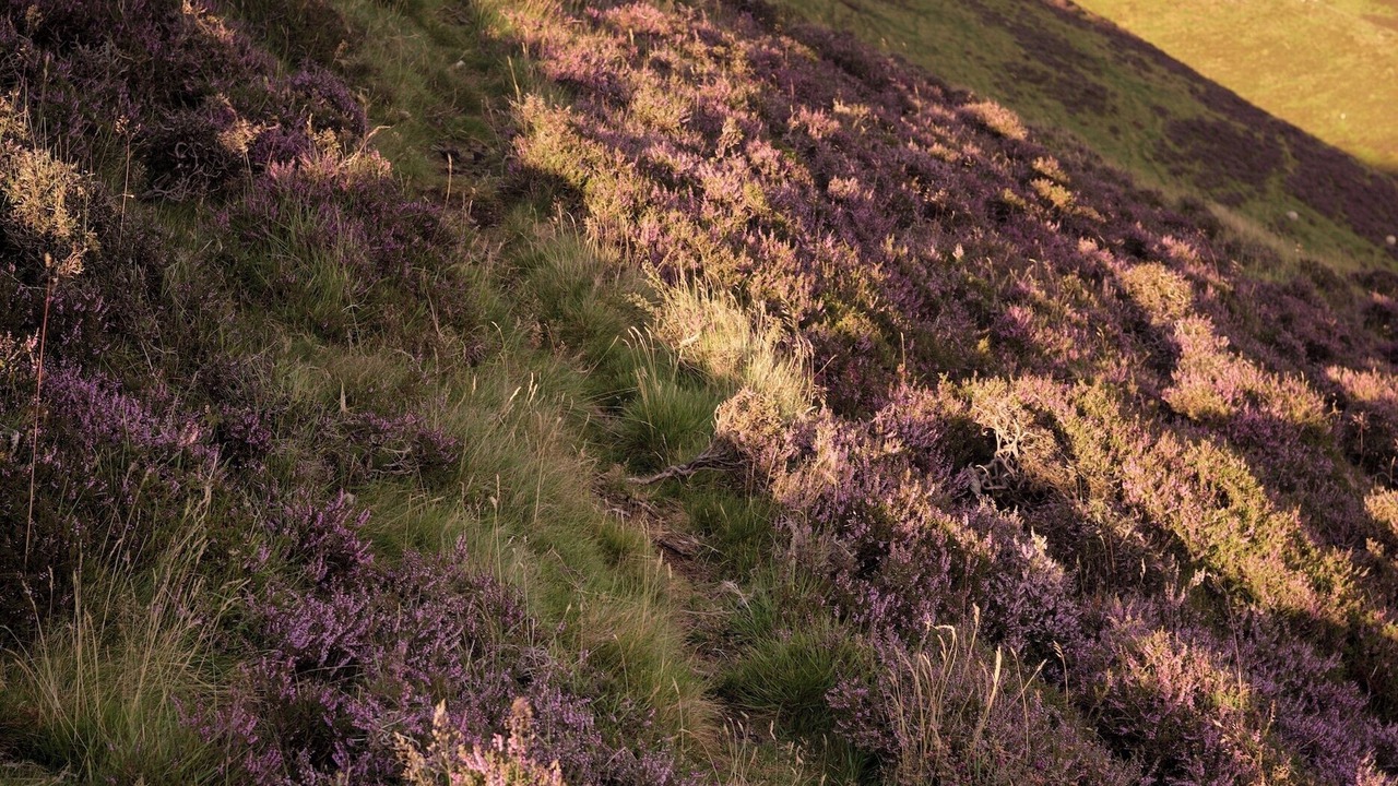 Photo of Outdoor in Penicuik