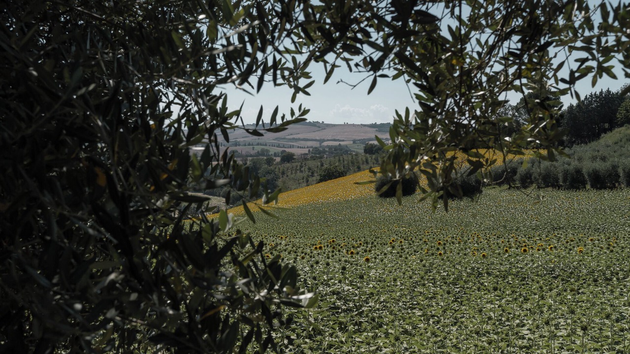 Photo of Outdoor in Petriolo