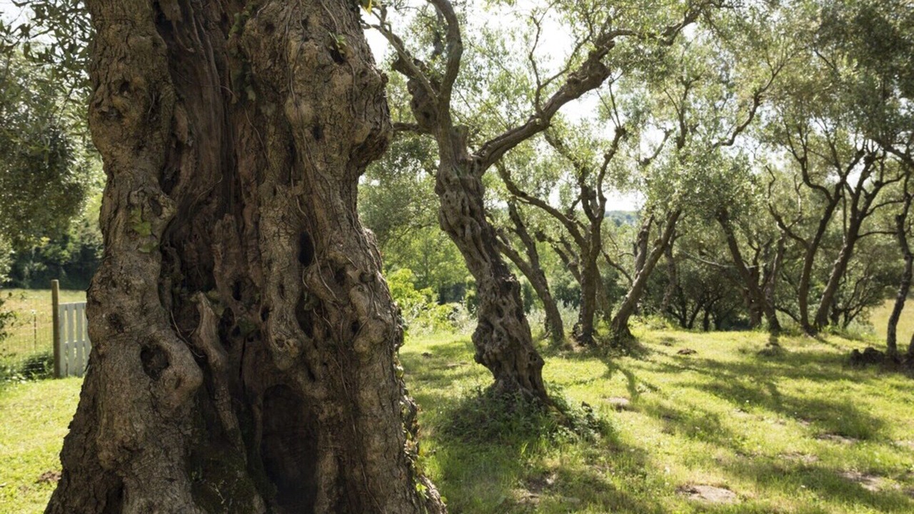 Photo of Outdoor in Mogliano