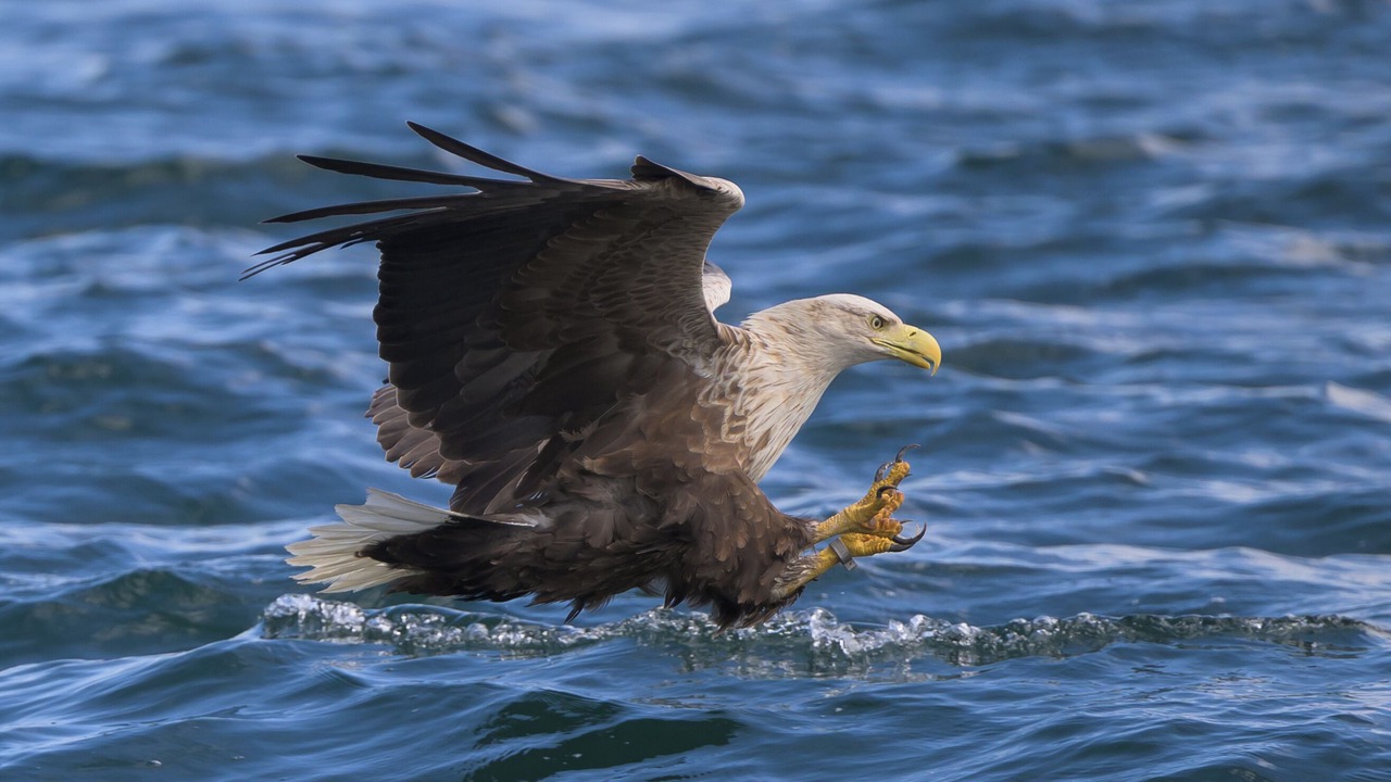 Photo of Others in Lochaline