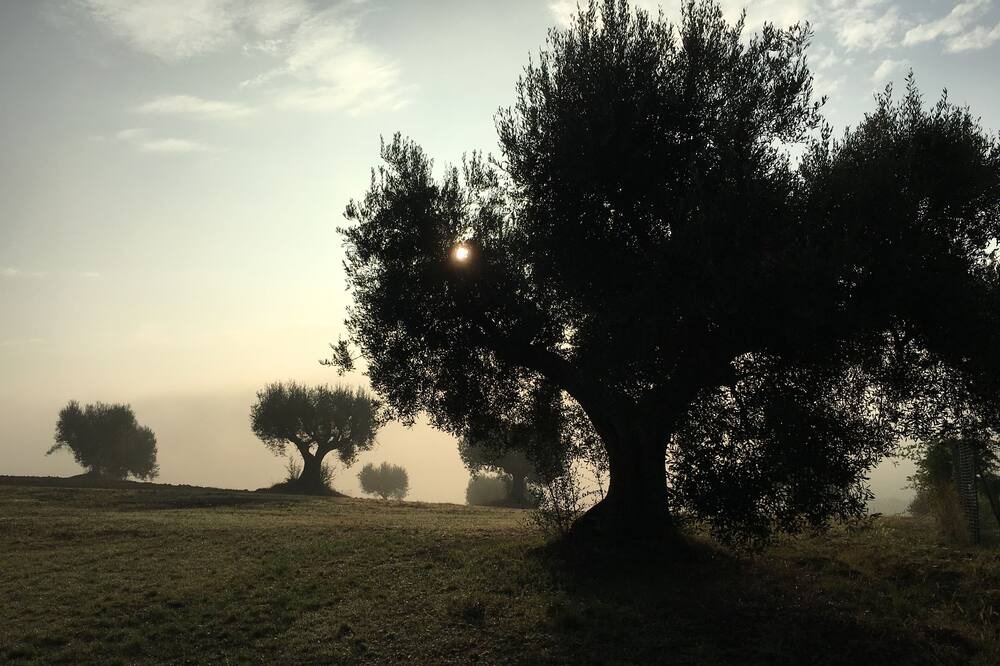 Photo of Outdoor in Bettolelle