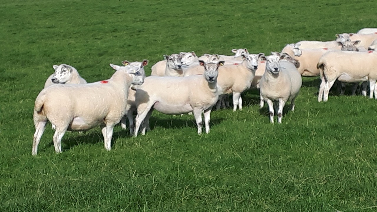 Photo of Others in Ballycastle